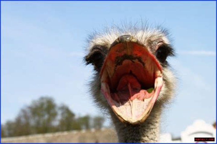 5 Fascinating Facts About Ostriches With Their Mouths Wide Open