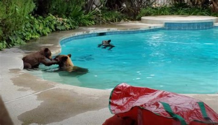 Adorable Moment: Teddy Bear Takes Wife For A Swim