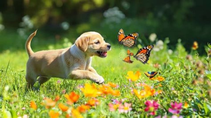 Adorable Puppy Frolicking Among Vibrant Flowers