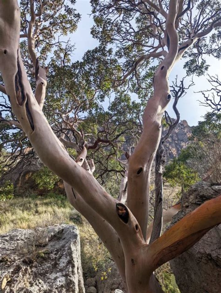 Browse Stunning Madrone Tree Pictures - Complete Gallery