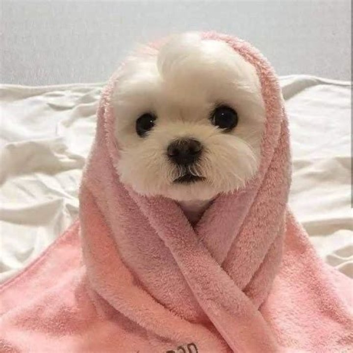 Discover The Cutest Pink Bunny Pictures Online