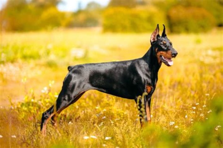 Discover The Incredible Growth Of Dobermans: A Visual Journey