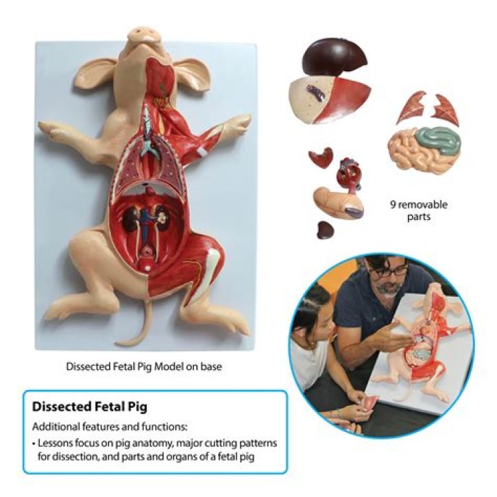 Essential Rats For Dissection - A Comprehensive Study