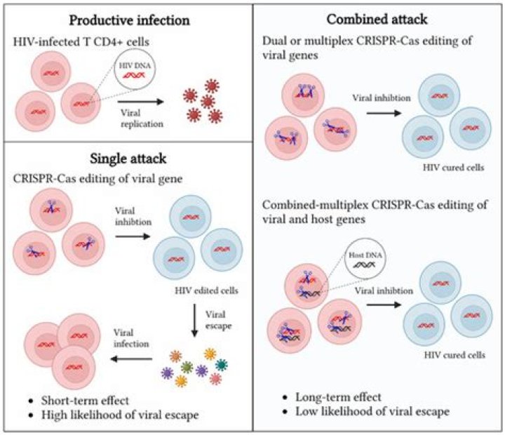 HIV Cure Breakthrough: Functional Cure Trials Imminent