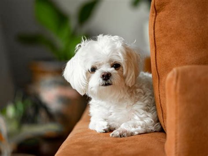 Indulge In The Warmth Of Lap Dogs: Your Cozy Companions For Life