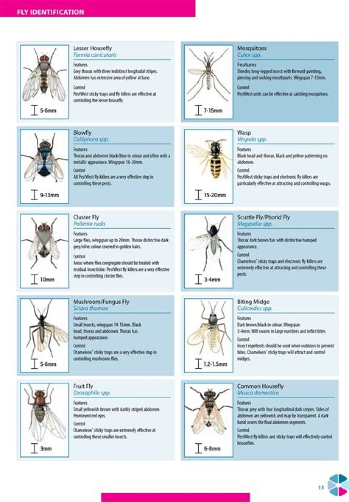 Learn The Deadly Secrets Of Poisonbeans: A Guide To Identification And Avoidance