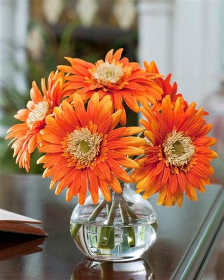 Orange Gerbera Flowers: Your Ultimate Guide To Vibrant Bloom
