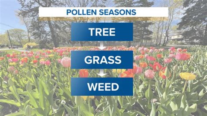 Pollen Season In Augusta, GA: Your Complete Guide