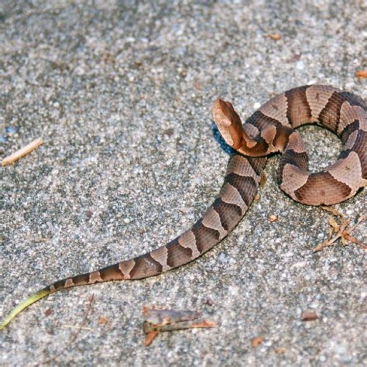 Stunning Banded Copperhead: A Guide To Its Beauty And Mystery