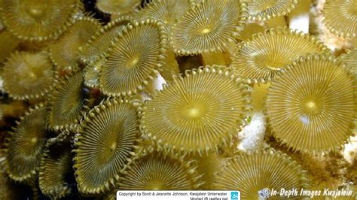 The Comprehensive Guide To Giant Palythoa: A Marine Marvel
