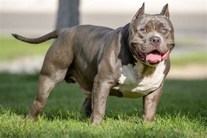 The Noblitt Bully: A Dog Breed For The Discriminating Owner