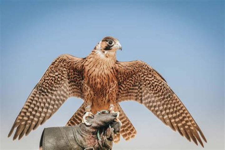 The Twin Sister You Never Knew Existed