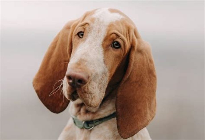 The Ultimate Guide To German Braccos: A Comprehensive Breed Overview