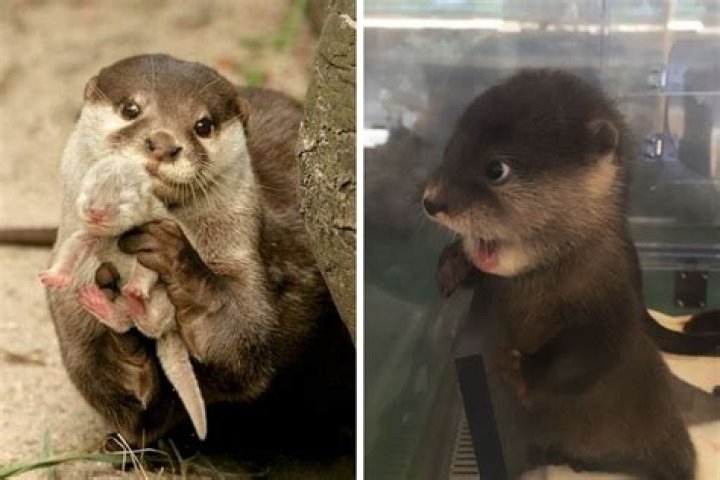 Undiscovered Secrets Of Fuzzy Otters: A Captivating Guide